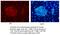 Krueppel-like factor 4 antibody, 11880-1-AP, Proteintech Group, Immunofluorescence image 