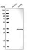 GINS Complex Subunit 4 antibody, NBP1-82748, Novus Biologicals, Western Blot image 