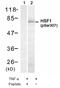 Heat shock factor protein 1 antibody, AP08015PU-N, Origene, Western Blot image 
