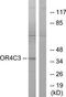 Olfactory Receptor Family 4 Subfamily C Member 3 antibody, TA316273, Origene, Western Blot image 