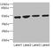 Mitochondrial Transcription Termination Factor 3 antibody, LS-C676084, Lifespan Biosciences, Western Blot image 