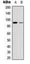 Myostatin antibody, orb378184, Biorbyt, Western Blot image 