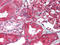 XBP-1s antibody, AP07389PU-N, Origene, Immunohistochemistry frozen image 