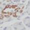 Elongation factor 1-delta antibody, FNab02648, FineTest, Immunohistochemistry frozen image 