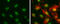 Transcription Elongation Regulator 1 antibody, GTX112099, GeneTex, Immunocytochemistry image 