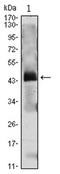 Parathormone antibody, AM06422SU-N, Origene, Western Blot image 