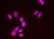 Structural Maintenance Of Chromosomes 3 antibody, NB100-207, Novus Biologicals, Proximity Ligation Assay image 