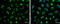 Glutaminase antibody, GTX632317, GeneTex, Immunofluorescence image 