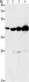 Apolipoprotein B MRNA Editing Enzyme Catalytic Subunit 3D antibody, TA350864, Origene, Western Blot image 