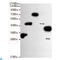 His tag antibody, LS-C813653, Lifespan Biosciences, Western Blot image 