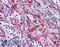 TGF beta antibody, LS-B655, Lifespan Biosciences, Immunohistochemistry frozen image 