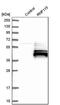 Ring Finger Protein 115 antibody, PA5-53934, Invitrogen Antibodies, Western Blot image 