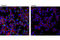 Tumor Necrosis Factor antibody, 11948T, Cell Signaling Technology, Immunocytochemistry image 