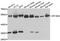 Mitochondrially Encoded NADH:Ubiquinone Oxidoreductase Core Subunit 4 antibody, A9941, ABclonal Technology, Western Blot image 