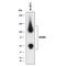 Sushi domain-containing protein 2 antibody, MAB90565, Novus Biologicals, Western Blot image 