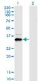 Protein ZNF365 antibody, MA5-21365, Invitrogen Antibodies, Western Blot image 