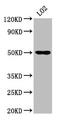 Alanine--glyoxylate aminotransferase 2, mitochondrial antibody, CSB-PA866322LA01HU, Cusabio, Western Blot image 