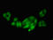 Carboxyl-terminal PDZ ligand of neuronal nitric oxide synthase protein antibody, LS-C678837, Lifespan Biosciences, Immunofluorescence image 