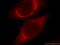 Carbohydrate Sulfotransferase 13 antibody, 20141-1-AP, Proteintech Group, Immunofluorescence image 