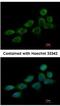 NADH:Ubiquinone Oxidoreductase Subunit B10 antibody, NBP2-19503, Novus Biologicals, Immunofluorescence image 