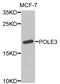DNA Polymerase Epsilon 3, Accessory Subunit antibody, LS-C335676, Lifespan Biosciences, Western Blot image 