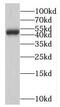 Neuromedin U Receptor 1 antibody, FNab05772, FineTest, Western Blot image 