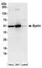 Bystin Like antibody, NBP2-36532, Novus Biologicals, Western Blot image 