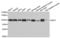 DEAD-Box Helicase 1 antibody, LS-C334806, Lifespan Biosciences, Western Blot image 