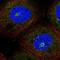 VPS35 Endosomal Protein Sorting Factor Like antibody, NBP1-82744, Novus Biologicals, Immunofluorescence image 