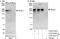 Tetratricopeptide Repeat, Ankyrin Repeat And Coiled-Coil Containing 1 antibody, A303-019A, Bethyl Labs, Western Blot image 