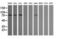 SEC14 And Spectrin Domain Containing 1 antibody, M10698, Boster Biological Technology, Western Blot image 