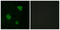 Adhesion G Protein-Coupled Receptor L1 antibody, LS-C120735, Lifespan Biosciences, Immunofluorescence image 