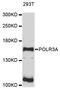 DNA-directed RNA polymerase III subunit RPC1 antibody, STJ112635, St John