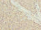 Pancreatic Progenitor Cell Differentiation And Proliferation Factor Like antibody, LS-C399705, Lifespan Biosciences, Immunohistochemistry paraffin image 