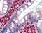 Lactate Dehydrogenase B antibody, LS-B3994, Lifespan Biosciences, Immunohistochemistry paraffin image 
