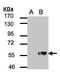 Zinc finger protein RFP antibody, PA5-27603, Invitrogen Antibodies, Western Blot image 