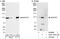 Nucleoporin 107 antibody, A301-787A, Bethyl Labs, Immunoprecipitation image 