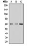 Formimidoyltransferase Cyclodeaminase antibody, orb412869, Biorbyt, Western Blot image 