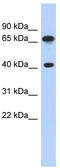 Far upstream element-binding protein 3 antibody, TA339926, Origene, Western Blot image 