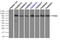 Sky antibody, TA500416, Origene, Immunoprecipitation image 