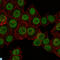 CREB-regulated transcription coactivator 3 antibody, LS-C812790, Lifespan Biosciences, Immunofluorescence image 