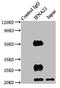 Interferon Alpha 21 antibody, LS-C285534, Lifespan Biosciences, Immunoprecipitation image 