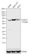 Cyclin E antibody, 32-1500, Invitrogen Antibodies, Western Blot image 