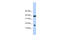 RNA Polymerase II Subunit I antibody, 28-936, ProSci, Western Blot image 