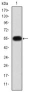 Gelatinase B antibody, AM06664SU-N, Origene, Western Blot image 