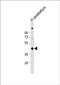 Growth arrest-specific protein 7 antibody, PA5-72463, Invitrogen Antibodies, Western Blot image 