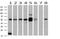 Mitogen-Activated Protein Kinase 4 antibody, MA5-26208, Invitrogen Antibodies, Western Blot image 