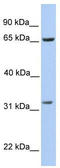 PDZ Binding Kinase antibody, TA346801, Origene, Western Blot image 