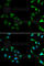 Mitogen-Activated Protein Kinase 1 antibody, A0229, ABclonal Technology, Immunofluorescence image 