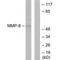 Matrix Metallopeptidase 8 antibody, PA5-49748, Invitrogen Antibodies, Western Blot image 